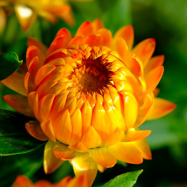 5 : Detailed botanical sourcing and floral product quality