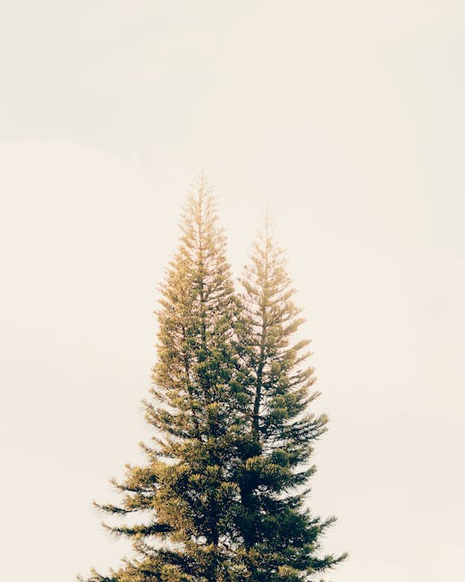 9 : Sustainable sourcing and eco-friendly forestry practices
